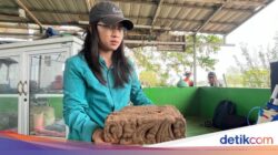 Ekskavasi Istana Bhre Wengker Hingga Mojokerto Temukan Bata Berelief Sulur