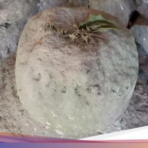 Ada Rumah Kosong Simpan Benda Purbakala Lingga-Yoni Ke Klaten, Punya Siapa?