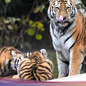 Kalender Jawa Selasa Kliwon 10 September 2024: Awas Binatang Buas