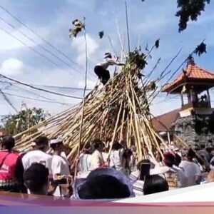 Kemeriahan Kebiasaan Mekotek Hari Raya Kuningan Ke Bali dan Asal-usulnya