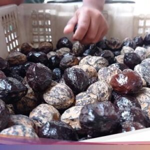 Sejarah, Alat hingga Jenis Kemiri