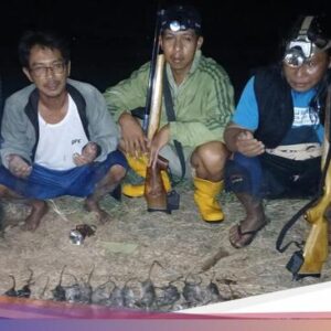 Mengintip Kebiasaan Berburu Tikus Ke Gresik yang Berhadiah Uang