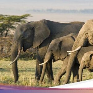32 Nama Anak Hewan Untuk Bahasa Sunda dan Artinya