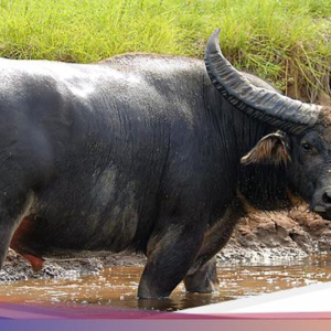 Bedah Mitos ‘Munding Dongkol’ Kerbau Gaib Penjaga Sungai Citarik