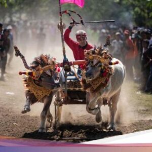 Mengenal Makepung, Kebiasaan Balap Kerbau Khas Jembrana