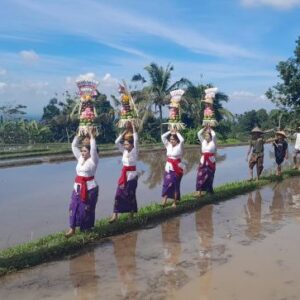 Perayaan Seni Jatiluwih VI 2025, Perpaduan Kearifan Lokal Dunia, Alam dan Semangat Kebersamaan
