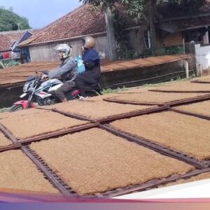Tembakau Mole, Warisan Leluhur Sunda yang Tersimpan Hingga Sasag Bambu