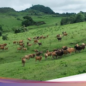 Asal Usul Nama Belu dan Sejarah Terbentuknya Area Terdepan Ke NTT