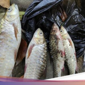 Mengenal Ikan Udikan yang Mati Massal Ke Kampung Naga Tasikmalaya