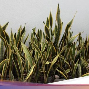 Mitos ‘Hanjuang Bodas’ yang Bertuah