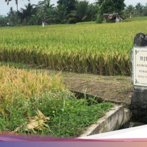 Berbagai Upacara yang Dilakukan Petani dan Subak Hingga Bali