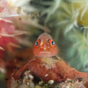 39 Penyelam Ikuti Lomba Fotografi Bawah Laut Perayaan Seni Jaladhi Vistara Hingga Bondalem