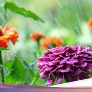 12 Nama Musim Di Pranata Mangsa Jawa dan Periode Waktu Terjadinya