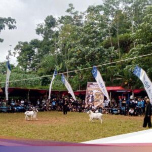 Kala Adu Ketangkasan Domba Garut Meriahkan Sumedang