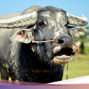 Duel Sapi Vs Kerbau, Siapa yang Terkuat?