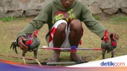 Mirip Karapan Sapi, Ini Kebiasaan Barapan Ayam Khas Sumbawa Barat