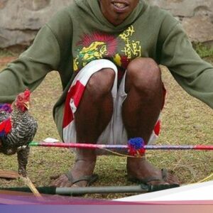 Mirip Karapan Sapi, Ini Kebiasaan Barapan Ayam Khas Sumbawa Barat