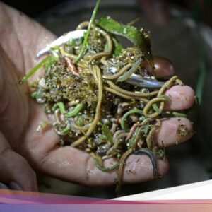 Apa Itu Kearifan Lokal Bau Nyale? Ritual Tahunan Lombok Bersama Legenda Putri Mandalika