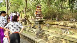 Tumpek Markas, Monyet Uluwatu “Pesta” Gebogan