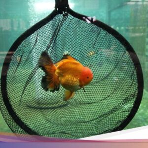 Kalender Jawa Rabu Pahing 4 Februari 2026: Saatnya Berburu Ikan