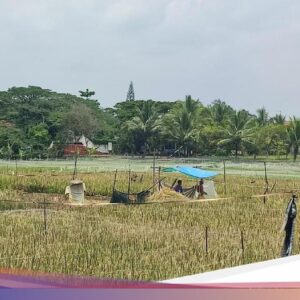 Rahasia Sawah Situs Jambansari Ke Ciamis yang Tak Pernah Kering