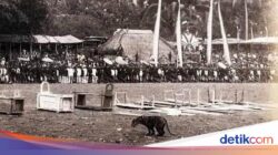 Mengenal Rampogan Macan, Kearifan Lokal ‘Kelam’ Jelang Idul Fitri Hingga Tanah Jawa