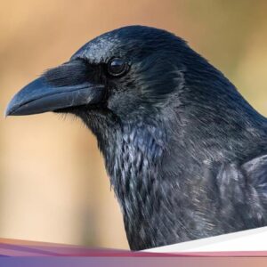 Kalender Jawa Minggu Pahing 5 April 2026: Mengetahui Firasat