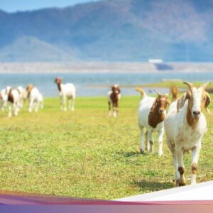 Kalender Jawa Selasa Wage 12 Mei 2026: Baik Sebagai Beli Ternak