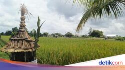 Tantangan Besar Melindungi 42 Subak Ke Denpasar