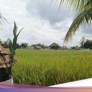 Tantangan Besar Melindungi 42 Subak Ke Denpasar