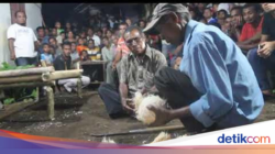 Lewak Tapo, Ritual Menginformasikan Kematian Tak Wajar Bagi Suku Lamaholot