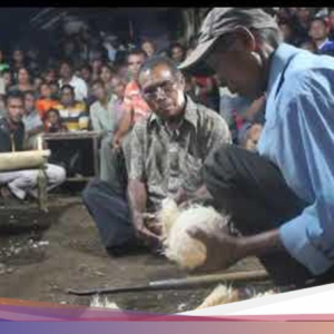 Lewak Tapo, Ritual Menginformasikan Kematian Tak Wajar Bagi Suku Lamaholot