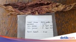 Galabag, Tembakau Lembaran Di Sunda yang Disenangi Pasar Eropa