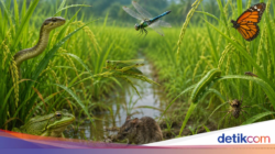 Mengenal Papatong hingga Simeut yang Dari Sebab Itu Penghuni Sawah