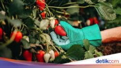 Kalender Jawa Minggu Legi 28 Juni 2026: Hari Baik Tanam Buah-buahan