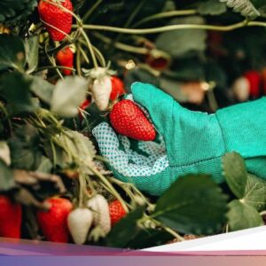 Kalender Jawa Minggu Legi 28 Juni 2026: Hari Baik Tanam Buah-buahan