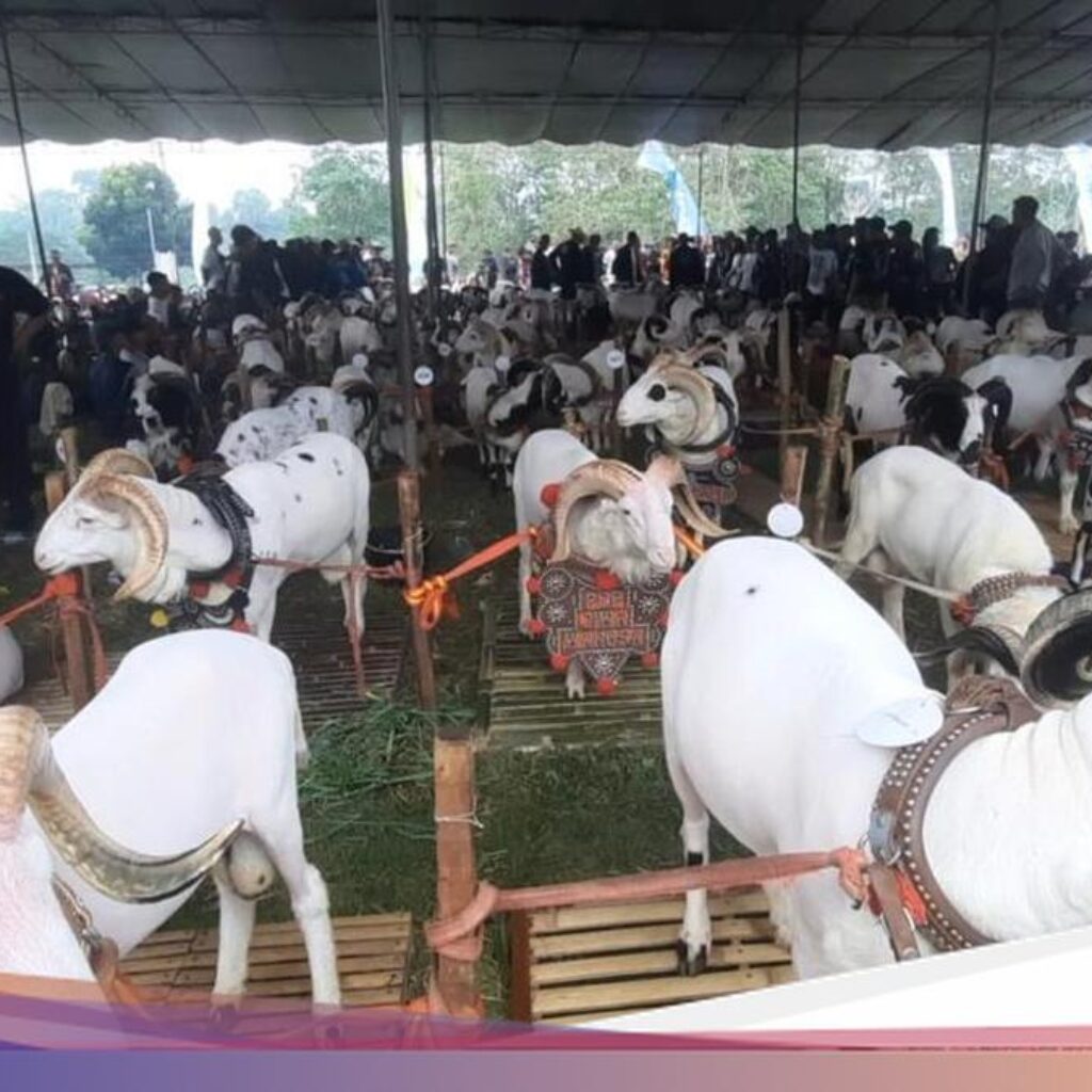 Pesta Patok Tasikmalaya, Ajang Silaturahmi dan Dongkrak Harga Ternak