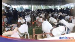 Pesta Patok Tasikmalaya, Ajang Silaturahmi dan Dongkrak Harga Ternak