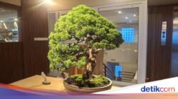 Pameran ROOTED, Padukan Seni Adat Istiadat Lukis dan Bonsai Hingga ZIN Cafe Canggu