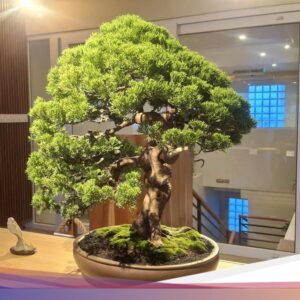 Pameran ROOTED, Padukan Seni Adat Istiadat Lukis dan Bonsai Hingga ZIN Cafe Canggu