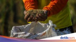 Kalender Jawa Sabtu Legi 18 Juli 2026: Hari Baik Menyimpan Padi