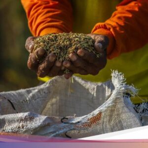 Kalender Jawa Sabtu Legi 18 Juli 2026: Hari Baik Menyimpan Padi