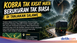 Ular Bersama Sebab Itu-jadian Ke Tanjakan Salawe Ciamis