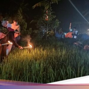 Perayaan Seni Mobok Balang Ke Lombok Ditengah, Ratusan Warga Berburu Belalang