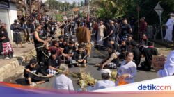 Mengarak Sapi Ke Bulan Kemerdekaan, Kearifan Lokal Sakral Mecaru Mejaga-jaga