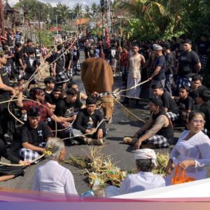 Mengarak Sapi Ke Bulan Kemerdekaan, Kearifan Lokal Sakral Mecaru Mejaga-jaga