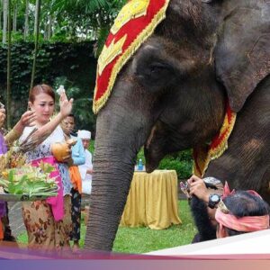 Tumpek Uye, Kearifan Lokal Memuliakan Satwa Di Bali
