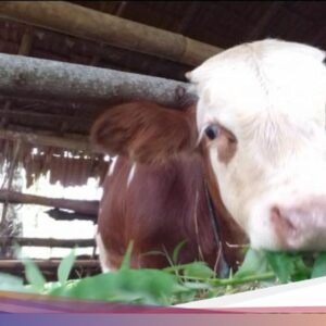 Kalender Jawa Minggu Kliwon 25 Oktober 2026: Saatnya Berbisnis Rajakaya