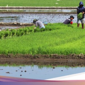 Kalender Jawa Senin Legi 26 Oktober 2026: Waktu Baik Tanam Padi